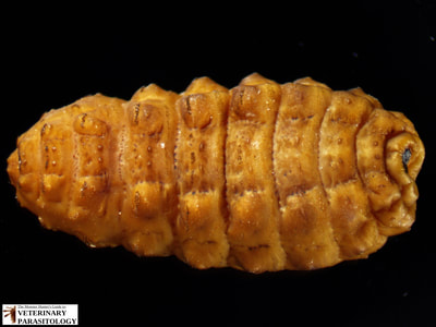 Hypoderma sp. (aka., warble fly, heel fly, bomb fly, gadfly, cattle grubs) larva
