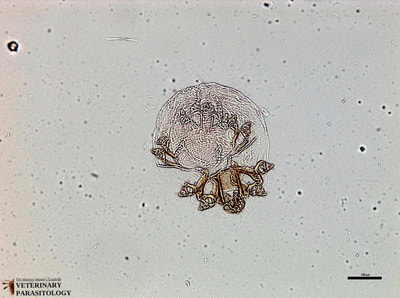 Knemidokoptes sp. mite (either scaly-face mite or scaly-leg mite) of fowl