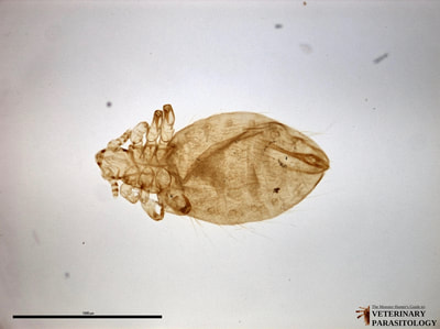 Linognathus pedalis (aka., foot louse of sheep)