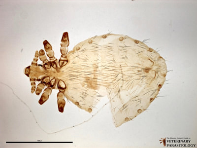 Linognathus setosus (aka., canine sucking louse) from dog