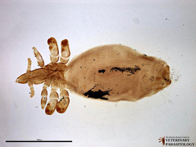 Linognathus vituli (aka., long-nosed cattle louse) of bovine