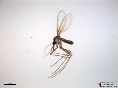 Lutzomyia longipalpis (aka., sand fly)