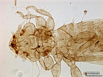 Menopon biseratum (aka., common chicken louse)