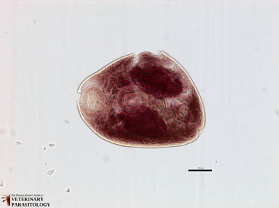 Nanophyetus salmincola