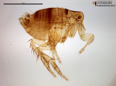 Nosopsyllus sp. (aka., Northern Rat Flea)