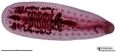 Notocotylus quinqueserialis
