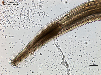 Oesophagostomum radiatum