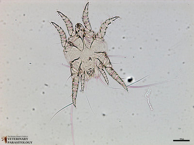 Otodectes cynotis (aka., ear mite)