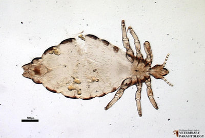 Pediculus humanus corporis (aka., human body louse)