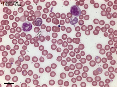Plasmodium berghei trophozoites and gametocytes in blood smear of a Swiss mouse