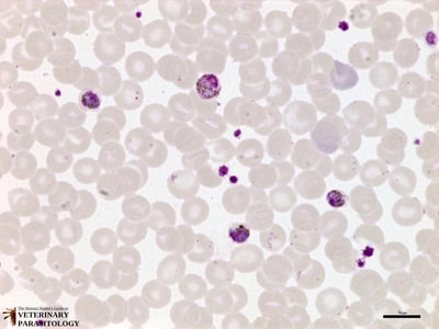 Plasmodium malariae gametocytes