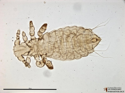 Polyplax spinulosa (aka., spined rat louse) of rat