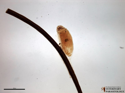 Ova from Pthirus pubis (aka., crab louse) of humans