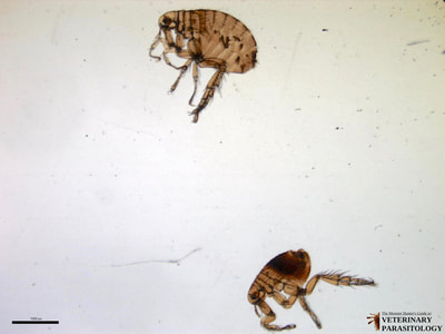Pulex irritans (aka., human flea)