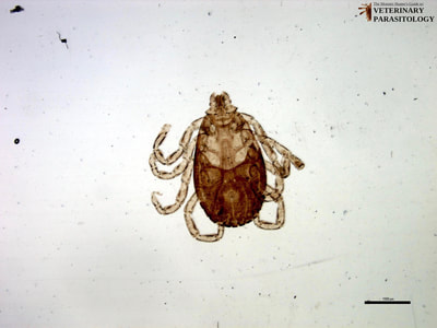 Rhipicephalus sanguineus
