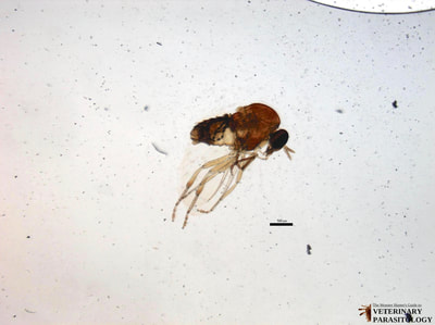 Simulium sp. (aka., black fly or buffalo gnat)