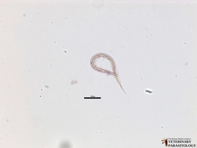 Strongyloides adult