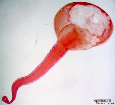 Taenia solium cysticercus (aka., Cysticercus cellulosae)