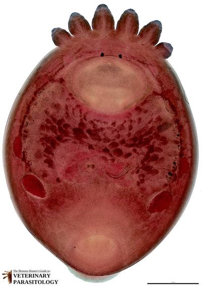 Temnocephala sp. adult trematode