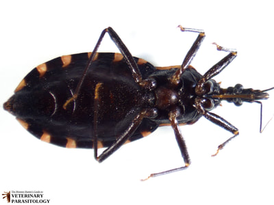 Triatoma sp. (aka., assassin bug, kissing bug, conenoses)
