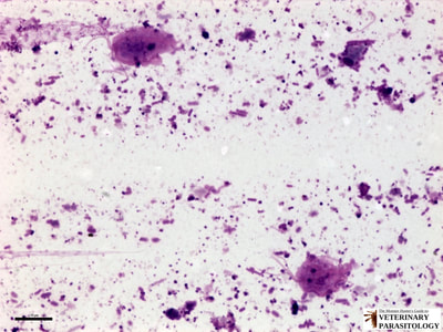Trichomonas sp. trophozoites in feline fecal smear