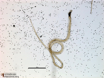 Trichostrongylus sp. adult male