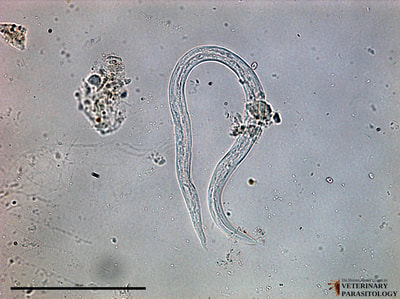 Aelurostrongylus abstrusus larva