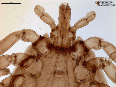 Amblyomma maculatum