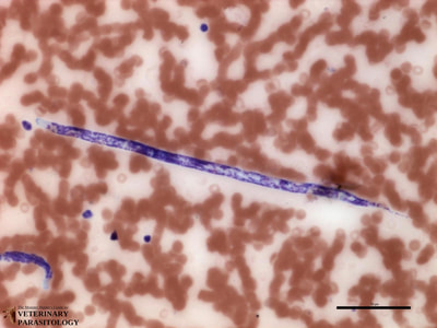 Brugia malayi microfilaria
