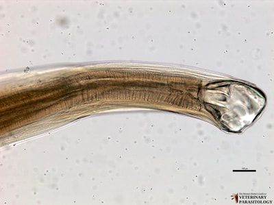 Bunostomum phlebotomum