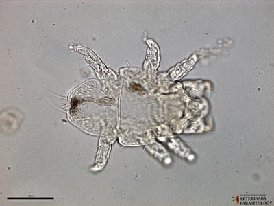 Cheyletiella sp. (aka., fur mite or walking dandruff) larva, dorsal surface