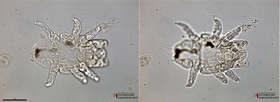 Cheyletiella sp. (aka., fur mite or walking dandruff) larva, dorsal surface (left) and ventral surface (right)