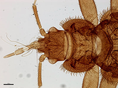 Cimex lectularius (aka., Bed Bug)