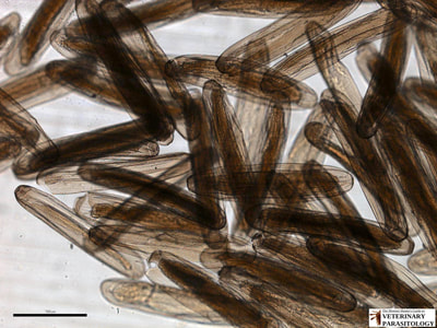 Cochliomyia hominivorax (aka., New World screw-worm fly) eggs