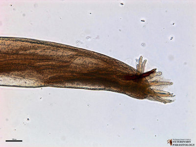Dictyocaulus viviparous