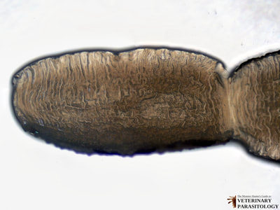 Dipylidium caninum immature proglottid