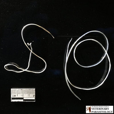 Dirofilaria immitis (Heartworm), adult male and female
