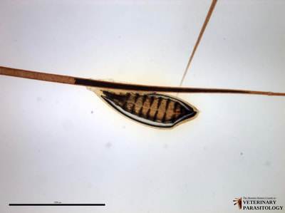 Gasterophilus sp. (aka., horse botfly) egg on hair