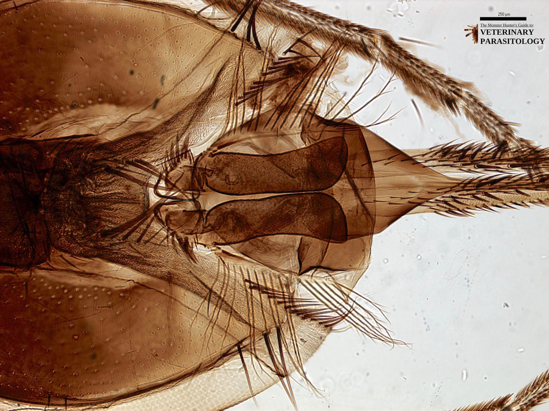 Glossina Sp Flies Monster Hunter S Guide To Veterinary Parasitology