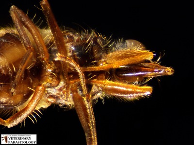 Haematobia irritans (aka., horn fly)