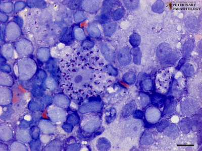 Leishmania sp. amastigotes in lymph node