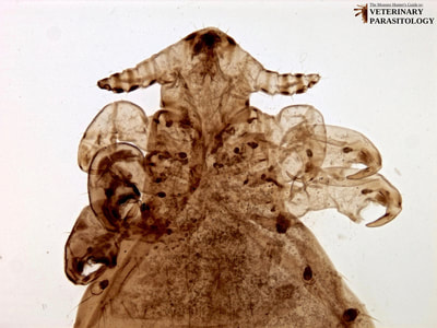 Linognathus ovillus (aka., ovine face louse) of sheep
