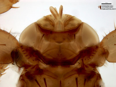 Lipoptena sp. (aka., louse fly or ked)