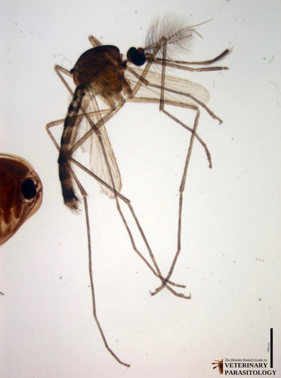 Adult male mosquito