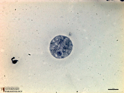 Naegleria fowleri (aka., brain-eating amoeba) trophozoite