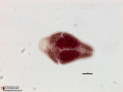 Nanophyetus salmincola