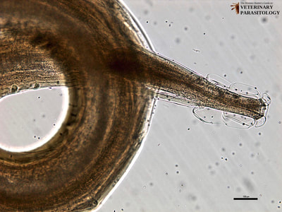 Oesophagostomum radiatum