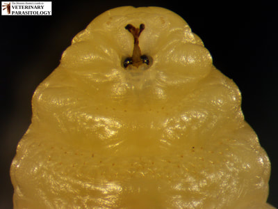 Oestrus ovis (aka., sheep bot fly, sheep nose bot fly, sheep nasal fly) larva