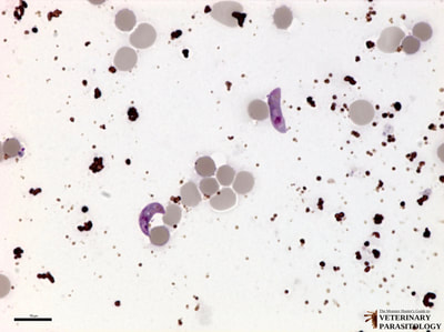 Plasmodium sp. ookinetes in stomach contents of mosquito