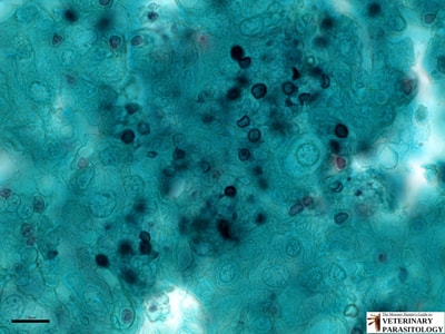 Pneumocystis jirovecii (formerly Pneumocystis carinii) yeast-like fungus in mouse lung